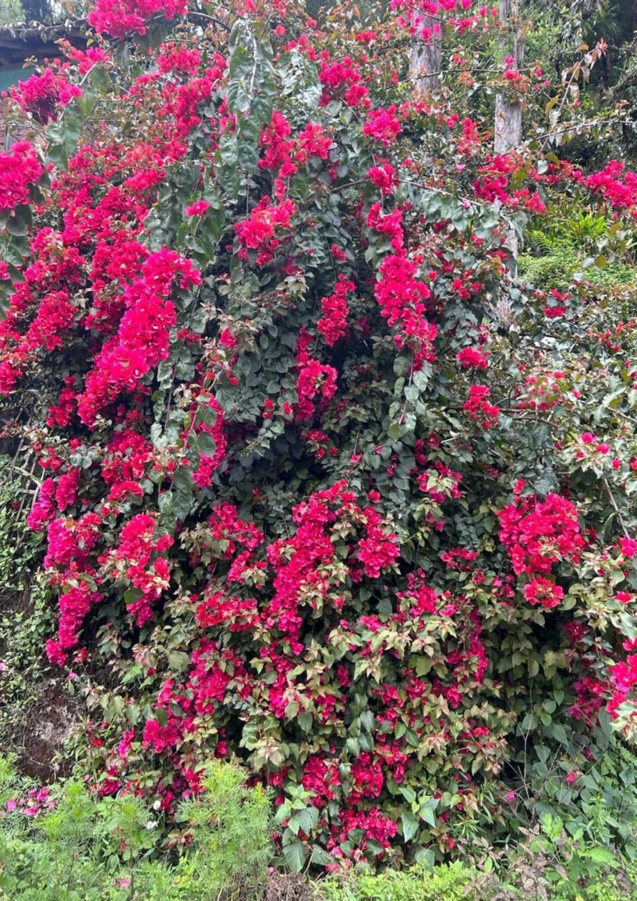 Silk Route Lingtam Resort Ngoại thất bức ảnh